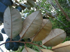 Chrysophyllum mexicanum