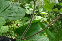 Filipendula camtschatica