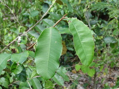 Chrysophyllum mexicanum