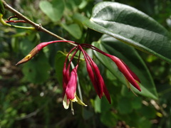 Bauhinia jenningsii