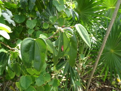 Bauhinia jenningsii