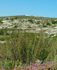 Scrophularia cretacea