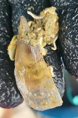Atrina zelandica
