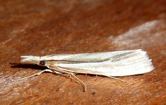 Orocrambus ramosellus