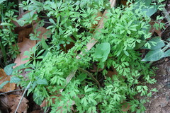 Corydalis micrantha