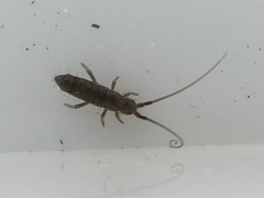 Pogonognathellus longicornis