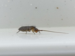 Pogonognathellus longicornis