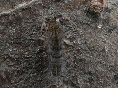 Orchesella villosa