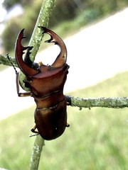 Cyclommatus weinreichi