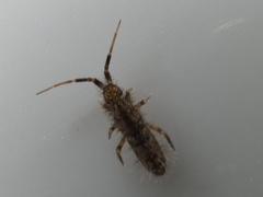 Orchesella villosa