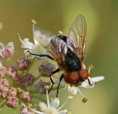 Phasia hemiptera
