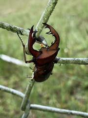 Cyclommatus weinreichi