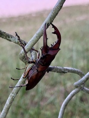 Cyclommatus weinreichi