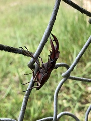 Cyclommatus weinreichi
