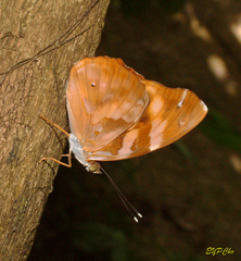 Herona marathus