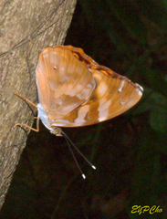 Herona marathus