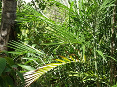 Chamaedorea seifrizii