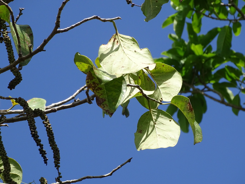 Coccoloba spicata