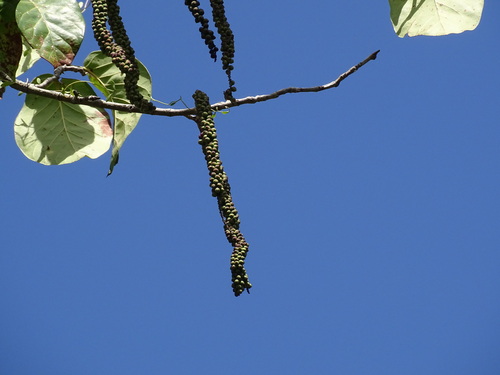 Image of Coccoloba spicata by (c) Alexis López Hernández, some rights reserved (CC BY)