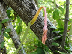 Epiphyllum hookeri