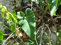 Philodendron smithii