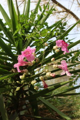 Podranea