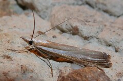 Orocrambus vittellus