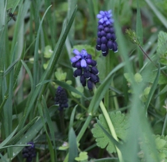 Muscari neglectum