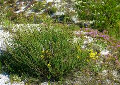 Scrophularia cretacea