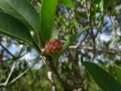 Ficus pertusa