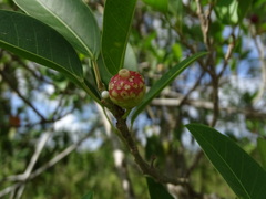 Ficus pertusa
