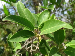 Ficus pertusa