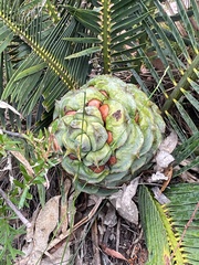 Macrozamia reducta