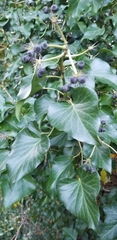Hedera colchica
