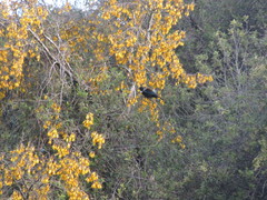 Prosthemadera novaeseelandiae novaeseelandiae