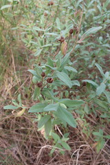 Cistus albidus