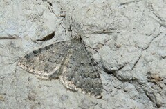 Helastia corcularia