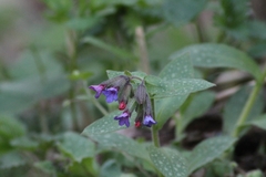 Pulmonaria officinalis