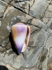 Conus flavidus