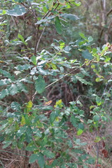 Quercus