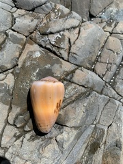 Conus flavidus