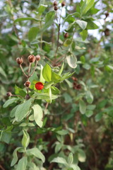 Cistus albidus