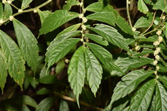 Elatostema lineolatum