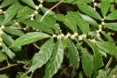 Elatostema lineolatum