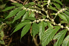 Elatostema lineolatum