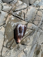 Conus papilliferus