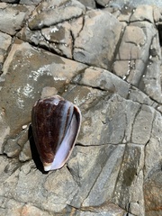 Conus papilliferus