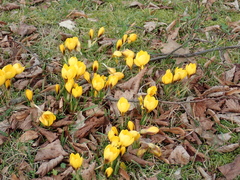 Crocus chrysanthus