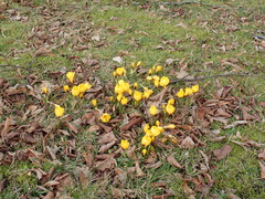 Crocus chrysanthus
