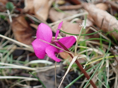 Cyclamen coum